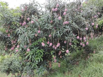 Finca Agroganadera,Guaduas,vereda ceniceros,sector Piedra Capira