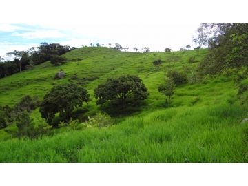 Finca Agroganadera,Guaduas,vereda ceniceros,sector Piedra Capira