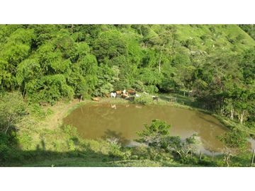 Finca Agroganadera,Guaduas,vereda ceniceros,sector Piedra Capira