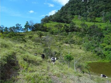 Finca Agroganadera,Guaduas,vereda ceniceros,sector Piedra Capira