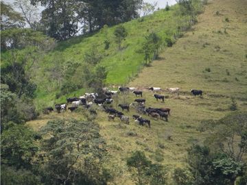 Finca Agroganadera,Guaduas,vereda ceniceros,sector Piedra Capira