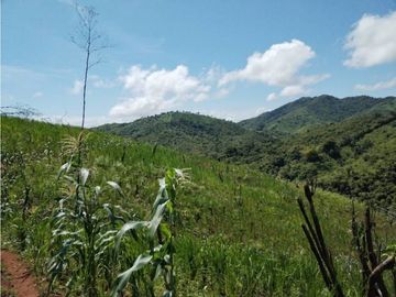 VENTA DE TERRENO EN VERAGUAS - SANTA FE 1 HECTARIA