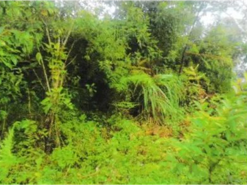 VENTA DE TERRENO EN VERAGUAS - SANTA FE 1 HECTARIA