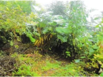 VENTA DE TERRENO EN VERAGUAS - SANTA FE 1 HECTARIA