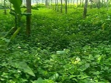Jual Tanah Perumahan 200 Ha Di Cipendeuy Kota Bandung Barat