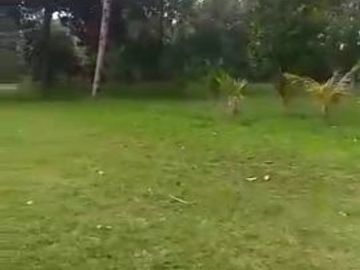 tanah di subang cocok untuk perumahan atau resort