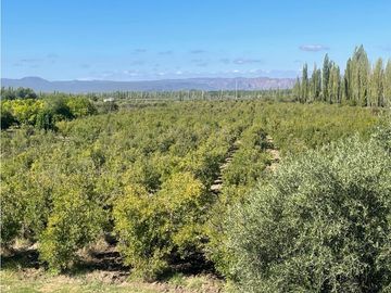 COMPLEJO, FINCA, CABAÑAS, PERMUTA