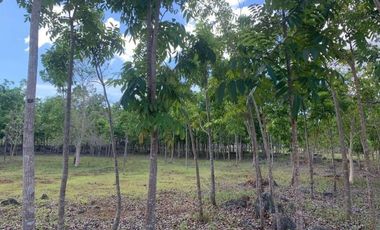 RESIDENTIAL LOT IN PANGLAO FOR SALE