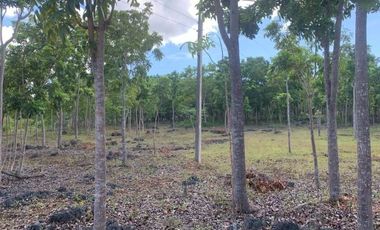 RESIDENTIAL LOT IN PANGLAO FOR SALE