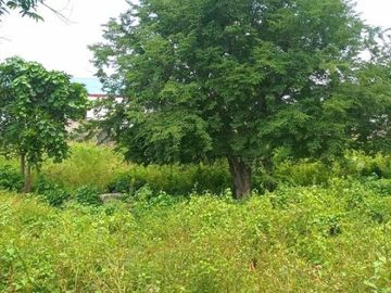 [B33119] Land for sale 5000m2 Kupang East Nusa Tenggara