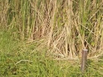 DIJUAL TANAH KAVLING MURAH SUMBER REJO PAKAL SURABAYA BARAT