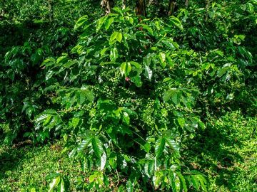 venta de quinta  con plantaciòn de cafe en briones  municipio de coatepec