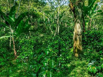 venta de quinta  con plantaciòn de cafe en briones  municipio de coatepec
