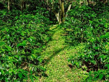 venta de quinta  con plantaciòn de cafe en briones  municipio de coatepec
