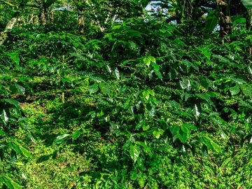 venta de quinta  con plantaciòn de cafe en briones  municipio de coatepec