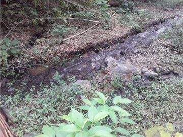 VENDE EXCELENTE FINCA AGRICOLA EN DAGUA VALLE DEL CAUCA