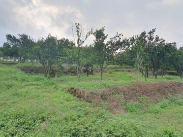 tanah lahan kebun jeruk produktif
