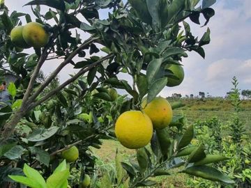 tanah lahan kebun jeruk produktif