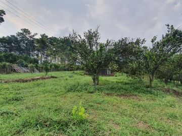 tanah lahan kebun jeruk produktif