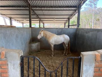 RANCHO EN EXPLOTACIÓN EN EL KM 29 OCOzOCOAUTLA - VILLAFLORES