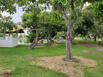SARANG Walet Aktif Tanah Di Banyuwangi