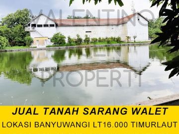 SARANG Walet Aktif Tanah Di Banyuwangi
