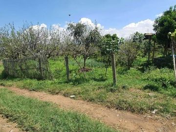 DEKAT SELECTA, Dijual kebun apel produktif kota batu