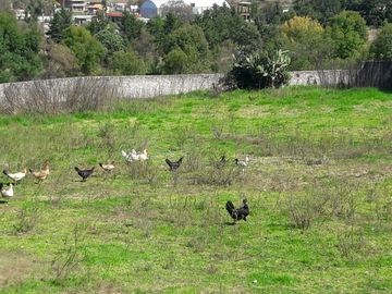 RANCHO EN VENTA EN ACULCO, ESTADO DE MÉXICO  OPORTUNIDAD