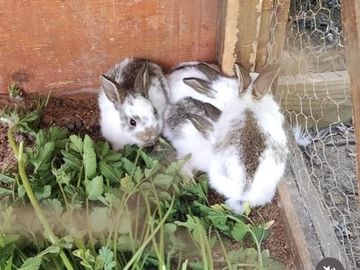 Parcela en venta en Algarrobo