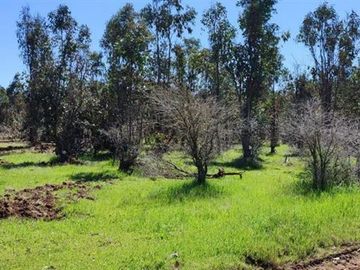 PARCELAS FRENTE A HERMOSA VIÑA A 35 MINUTOS DE PICHILEMU
