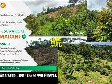 45 Juta - Tanah Kavling Kebun Produktif di Bogor Cocok Untuk Investasi