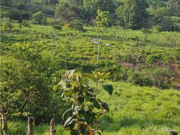 Se Vende Finca de 6.7 HAS con Hermosa Casa Campestre