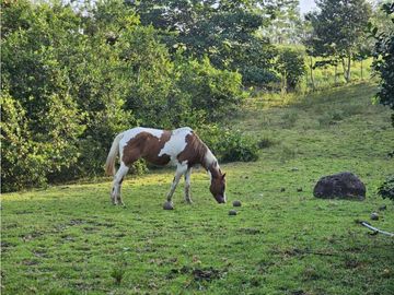 Se Vende Finca de 6.7 HAS con Hermosa Casa Campestre