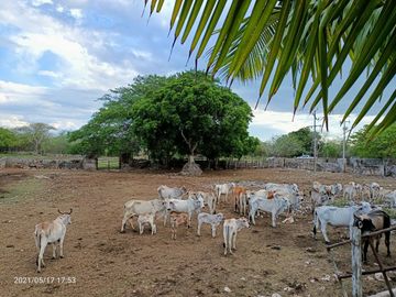 Hacienda en Venta en Yucatán.