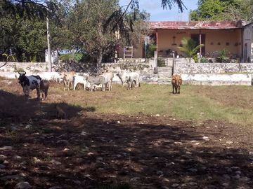 Hacienda en Venta en Yucatán.