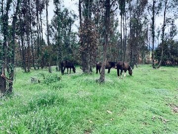 Sitio en Venta en Loteo / Condominio Raíces de Mantagua