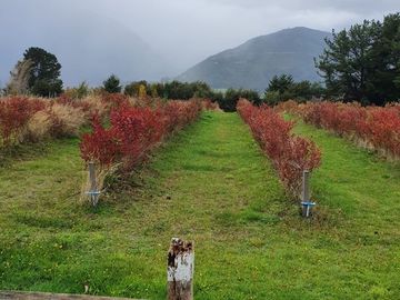 Casa con hermosa vista y acceso al Lago Ranco
