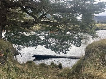 Hermosa Parcela en venta en Aysén, sector Mañihuales.