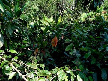 Venta Finca Vacacional con Casa  en Manabí, Cantón Flavio Alfaro (LC)