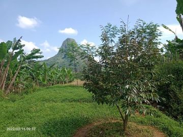 Murah Tanah Kebun Durian Pesona Bukit Madani Bogor