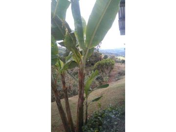 HERMOSA FINCA PRODUCTIVA Y DE RECREO EN LA CUMBRE VALLE