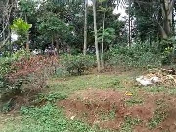 Tanah murah luas kebun teh pinggir jalan desa Darangdan kab Purwakarta