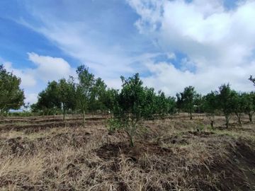 OMSET JUTAAN, Tanah Kebun jeruk produktif kota batu