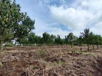 OMSET JUTAAN, Tanah Kebun jeruk produktif kota batu