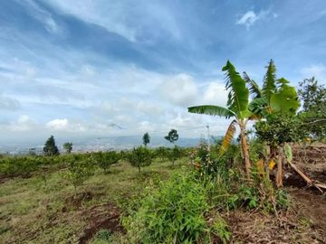 OMSET JUTAAN, Tanah Kebun jeruk produktif kota batu