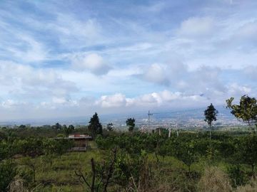 OMSET JUTAAN, Tanah Kebun jeruk produktif kota batu