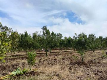 OMSET JUTAAN, Tanah Kebun jeruk produktif kota batu
