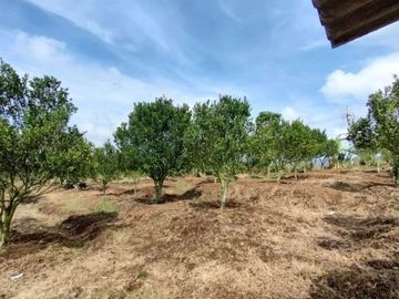 OMSET JUTAAN, Tanah Kebun jeruk produktif kota batu