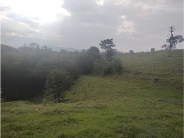 HERMOSA FINCA PLANA EN EL EJE CAFETERO