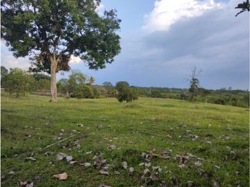HERMOSA FINCA PLANA EN EL EJE CAFETERO